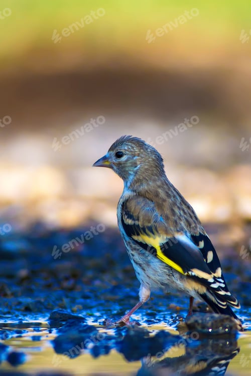 Preview: Cute Bird Goldfinch. Nature Background. European Goldfinch / Carduelis Carduelis