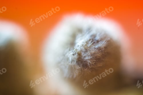 Preview: Early Spring Willow Twigs With Catkins