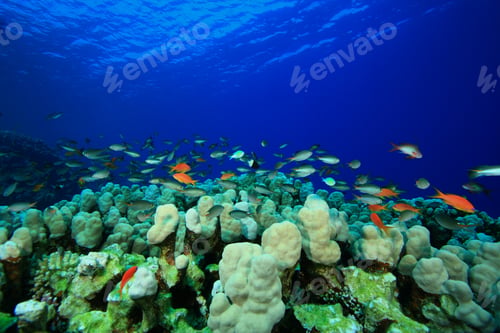 Preview: Coral Reef And Colorful Tropical Fish