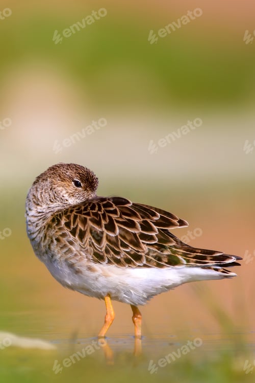 Preview: Common Water Bird Is Resting. Natural Background.