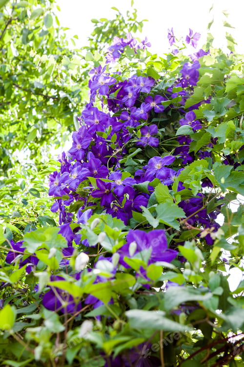 Preview: Beautiful, Blue Clematis Flowers With Vegetation