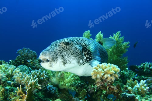 Preview: Giant Pufferfish
