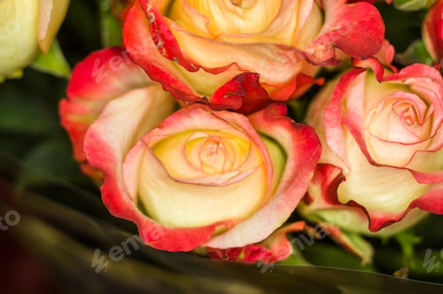 Preview: Beautiful Large Bouquet Of Yellow-Red Roses. Nature. Close Up, Selective Focus