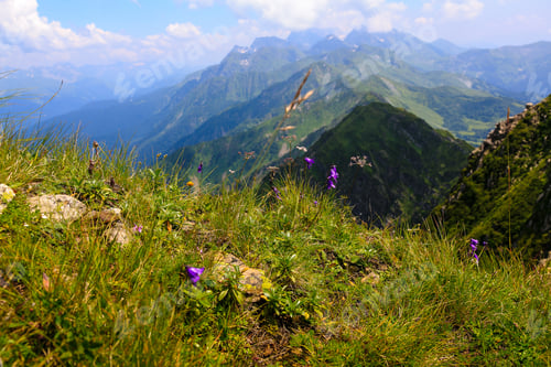 Preview: Beautiful Mountain View On A Sunny Summer Day. Blooming Alpine Meadows In The Mountains.