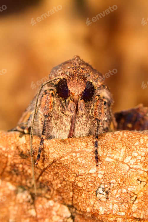 Preview: Portrait Head Of Clothes Moth. Macro Photography. Natural Yellow Background.