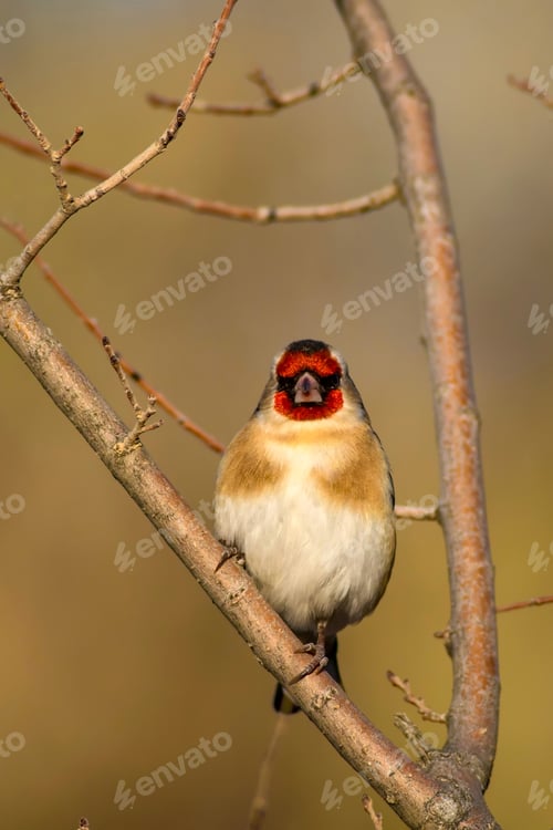 Preview: Cute Bird In Tree. Natural Background. Bird: Goldfinch. Ankara Turkey