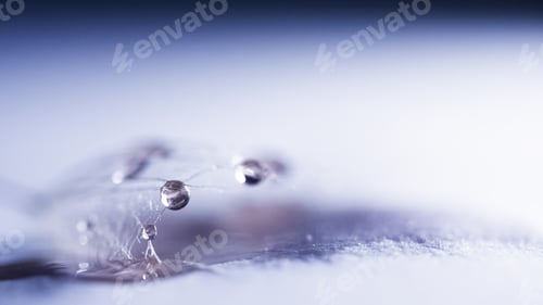 Preview: Macro, Abstract Composition With Colorful Water Drops On Dandelion Seeds