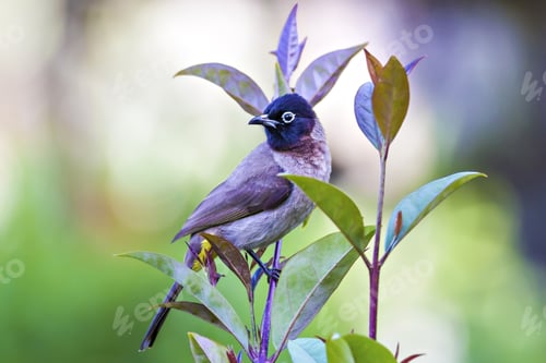 Preview: Cute Little Bird Bulbul. Green Nature Background. Bird: White Spectacled Bulbul. Pycnonotus