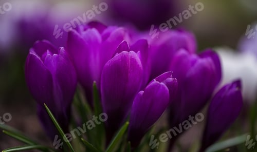 Preview: Spring Crocus In The Garden