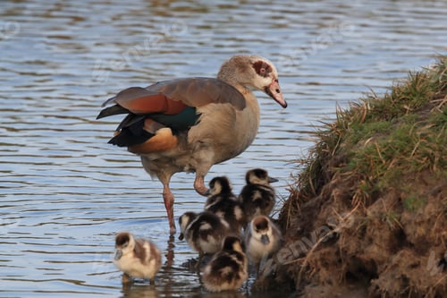 Preview: Egyptian Goose With Chicks, Alopochen Aegyptiaca, Texel, Netherlands