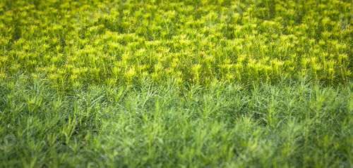 Preview: Young Spruce Seedlings