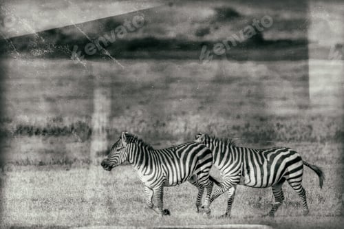 Preview: Zebras In The Lake Manyara National Park, Tanzania