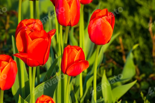 Preview: Colorful Tulips In Early Spring In The Garden