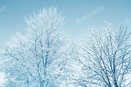 Preview: Blur. Frozen Winter Forest With Snow Covered Trees.