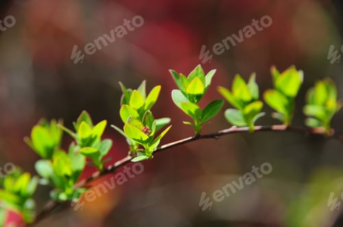 Preview: Japanese Quince (Chaenomeles Japonica) Branch With Buds And Fresh Leaves