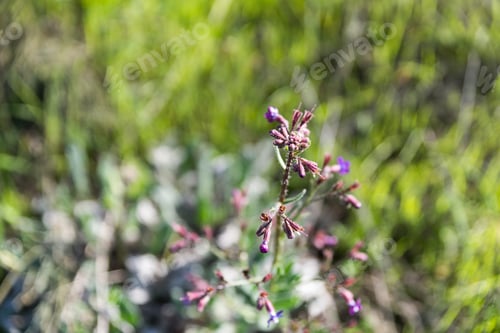 Preview: Visiting Lahav Forest In Northern Negev, Israel