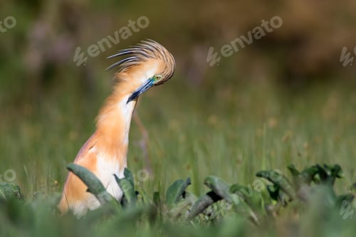 Preview: Heron. Nature Background. Bird: Squacco Heron. Ardeola Ralloides