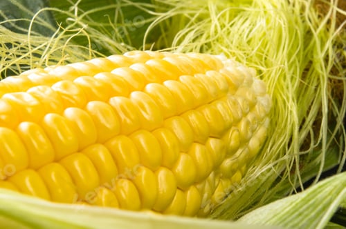 Vibrant Yellow Corn on the Cob Kernel Detail