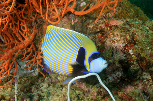 Preview: Emperor Angelfish Fish