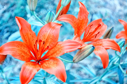 Preview: Colorful Bright Lily Flowers On A Background Of The Summer Landscape.