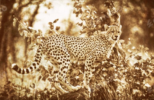 Preview: Vintage Style Image Of A Cheetah In Kruger National Park, South Africa