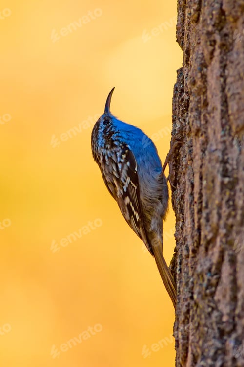 Preview: Eurasian Treecreeper. Cute Bird.