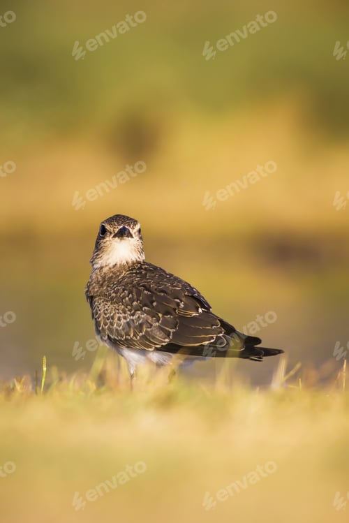 Preview: Cute Bird Pratincole And Green Yellow Nature Background. Collared Pratincole. Glareola Pratincola