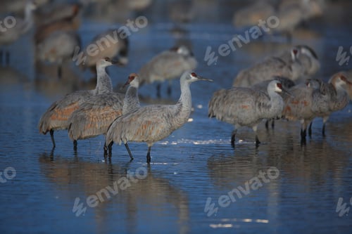 Preview: Sandhill Crane Bosque Del Apache Wildlife Reserve New Mexico Usa
