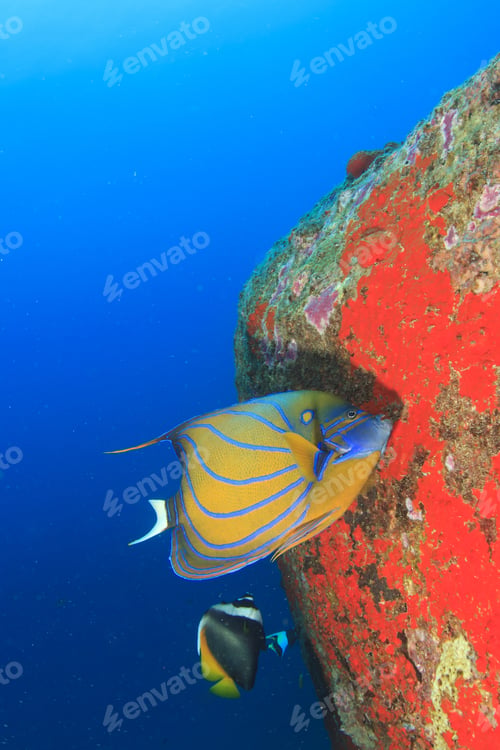 Preview: Bluering Angelfish