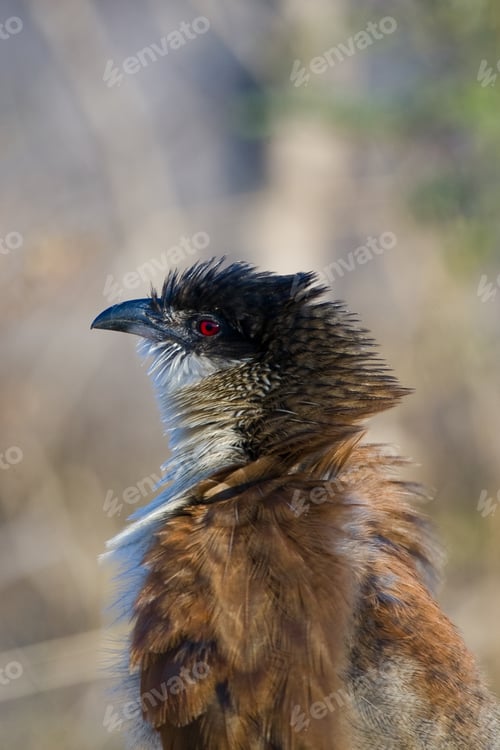 Preview: Burchells Coucal (Centropus Burchelli) In The Kruger National Park, South Africa