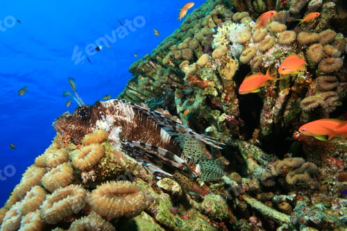 Preview: Lionfish Rests In Coral By Daylight