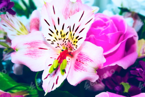 Preview: Bright Colorful Alstroemeria Flowers. Rose.Natural Floral Background.