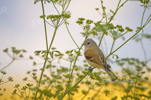 Preview: Cute Bird. Eurasian Penduline Tit / Remiz Pendulinus