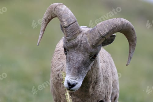 Preview: Bighorn Sheep Glacier National Park Montana Usa