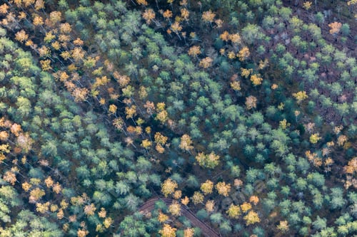 Preview: Aerial View Over The Colorful Trees In Autumn