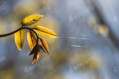 Preview: Light Yellow-Green Leaves On Spring, Natural Background