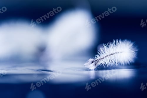 Preview: Abstract Composition With Dried Clematis Seeds And Light
