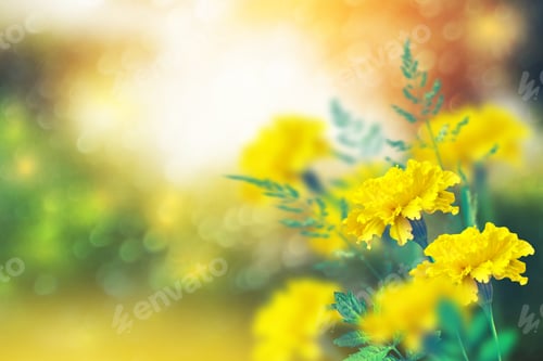 Preview: Bright And Colorful Flowers Marigolds. Autumn Landscape.