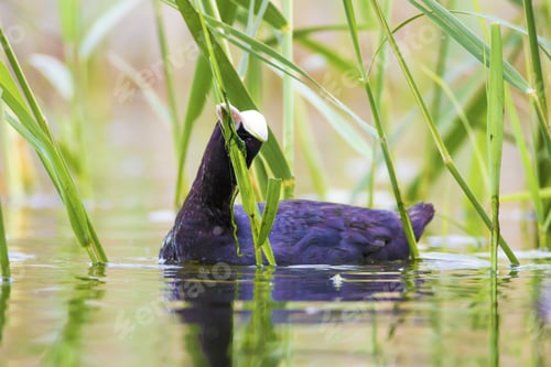 Preview: Common Water Bird. Green Water Habitat Background. Bird: Eurasian Coot. Fulica Atra.