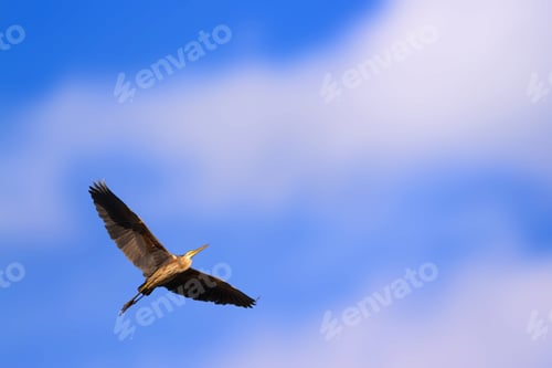 Preview: Flying Heron. Bird: Purple Heron. Blue Sky Background.