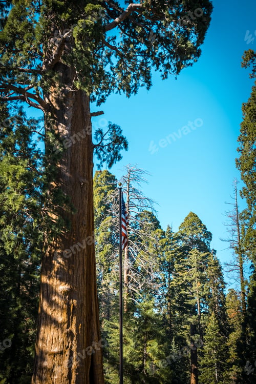 Preview: Sentinel Tree. Giant Sequoia. California, Usa