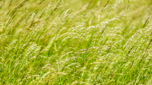 Preview: Green Spring Foliage In Country With Flowers And Water Drops