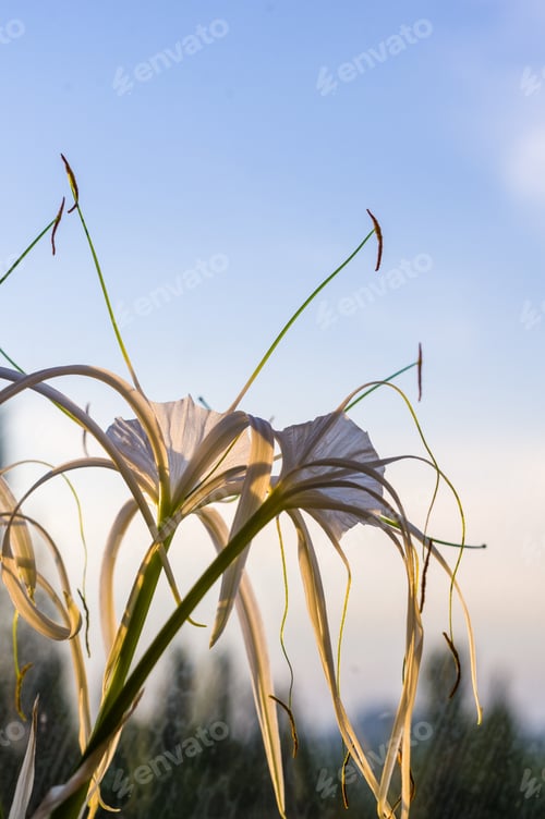 Preview: Caribbean Spider-Lily, Unique Style White Flower On Multicolored Background