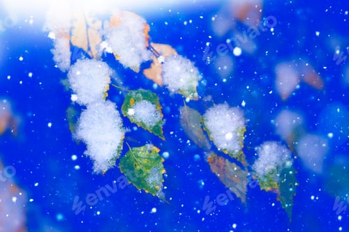 Preview: Branches With Yellow And Green Leaves In The Snow. Winter Landscape. Foliage.