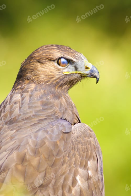 Preview: Bird Of Prey. Green Nature Background Long Legged Buzzard / Buteo Rufinus