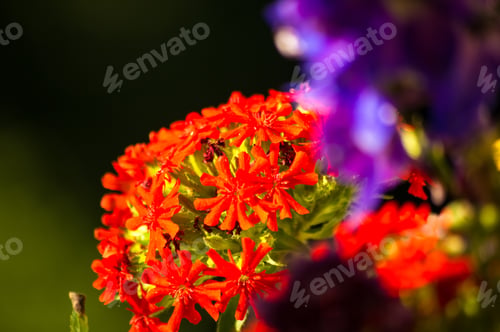 Preview: A Bouquet Of Bright Spring Flowers Of Various Types