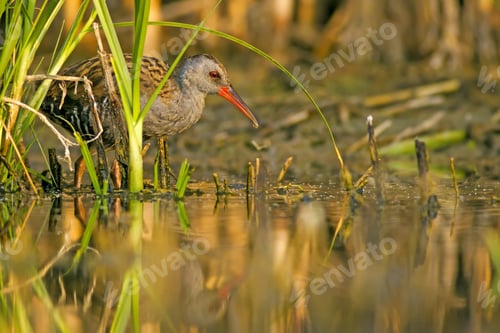 Preview: Nature And Bird. Colorful Nature Habitat Background. Bird: Water Rail. Rallus Aquaticus.