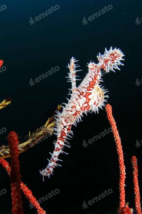 Preview: Ornate Ghost Pipefish