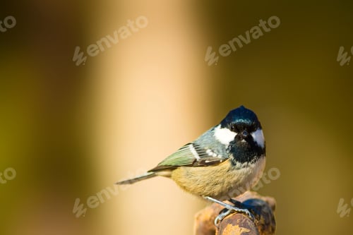 Preview: Cute Little Bird. Clean Background. Yellow Green Nature Background.