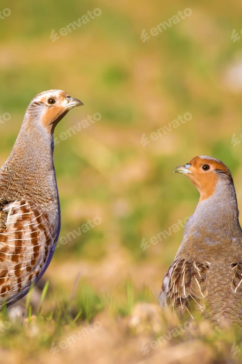 Preview: Wild Bird Partridge. Warm Colors Nature Background. Grey Partridge Perdix Perdix.
